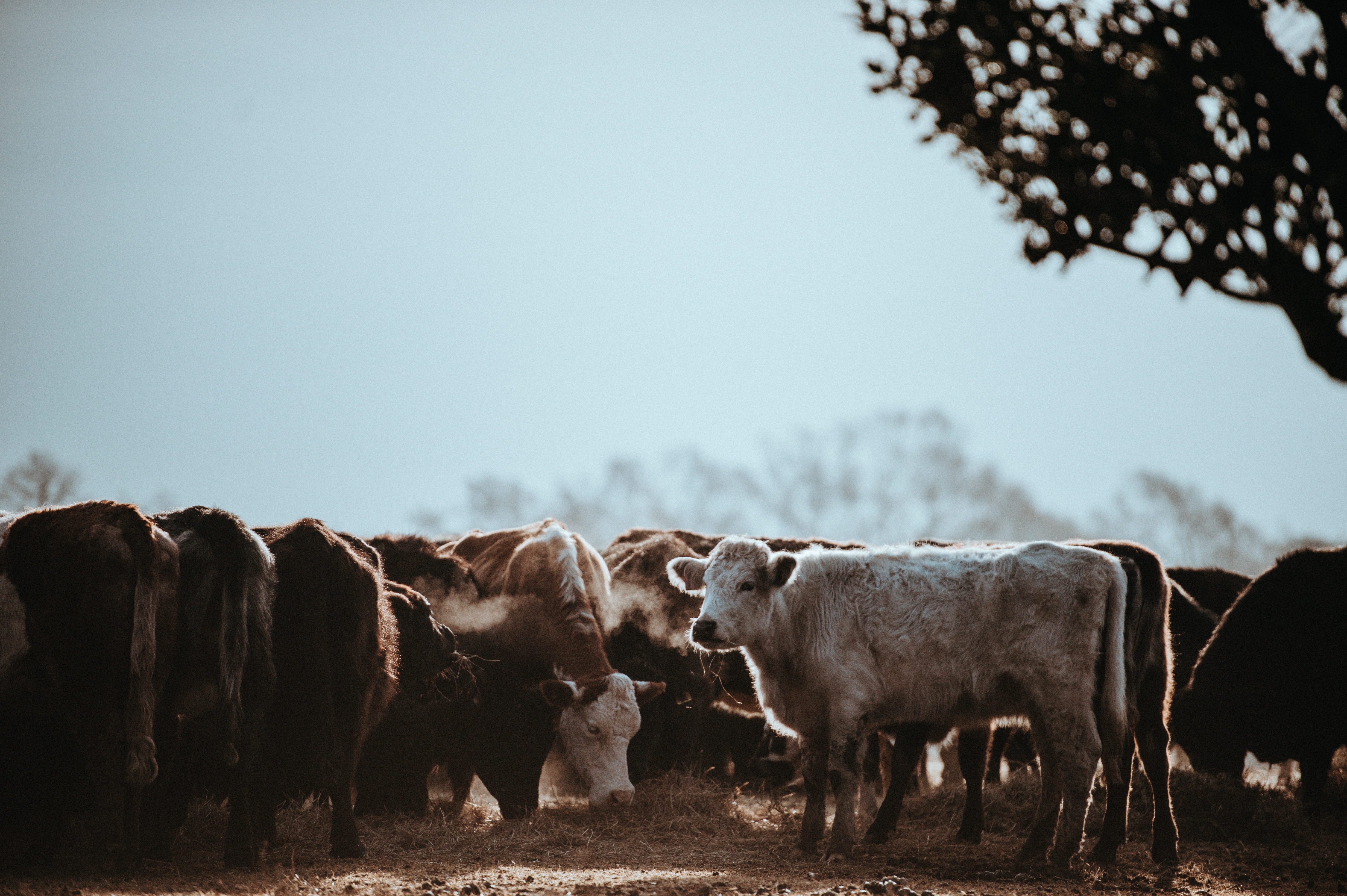 Grazing Cattle. Photo by Annie Sprat, via Unsplash (unsplash.com/photos/Q-VqoBCBurk)